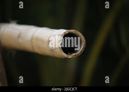Portrait of dead bamboo in black background. Stock Photo