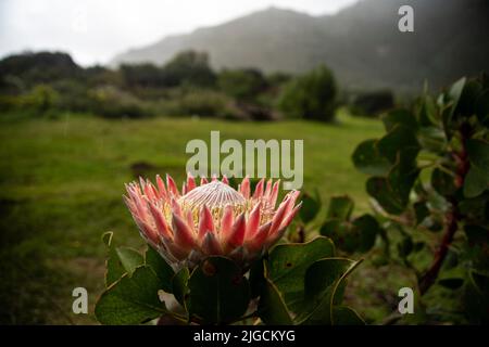 Cape Town, South Africa. 9th July, 2022. South Africa's national flower Protea cynaroides, or king protea, is seen in bloom in Kirstenbosch National Botanical Garden, Cape Town, South Africa, on July 9, 2022. Credit: Lyu Tianran/Xinhua/Alamy Live News Stock Photo