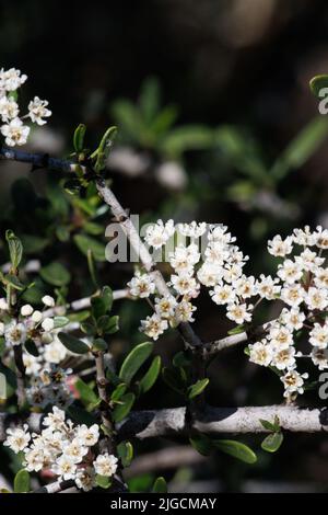 White flowering cymose umbel inflorescences of Ceanothus Cuneatus, Rhamnaceae, native evergreen shrub in the Santa Monica Mountains, Winter. Stock Photo