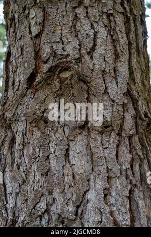 Texture old bark of a pine tree trunk close-up. Pinus sylvestris Stock Photo