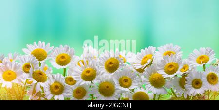 Close-up panorama of daisies in spring time Stock Photo