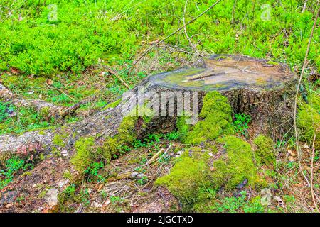 Sawed eaten tree stump and wood on forest floor with green moss in forest in Drangstedt Geestland Cuxhaven Lower Saxony Germany. Stock Photo