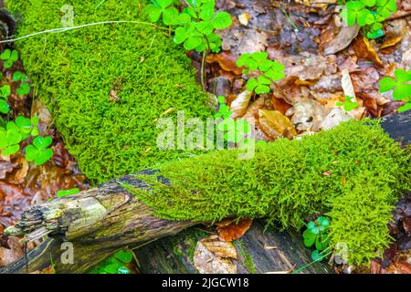 Sawed eaten tree stump and wood on forest floor with green moss in forest in Drangstedt Geestland Cuxhaven Lower Saxony Germany. Stock Photo