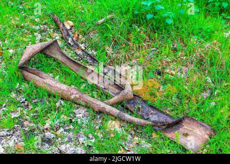 Sawed eaten tree stump and wood on forest floor with green moss in forest in Drangstedt Geestland Cuxhaven Lower Saxony Germany. Stock Photo