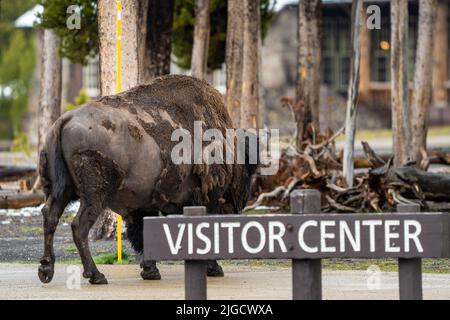 An American bison bull walks past tourists at Old Faithful Geyser in Yellowstone National Park, May 30, 2022 in Yellowstone, Wyoming. Stock Photo