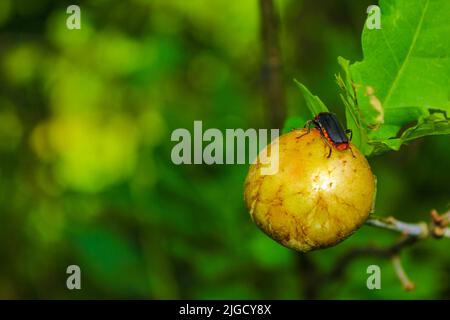 Red black Cantharis pellucida soft bodied beetle on fruit and leaf in Pipinsburg forest Geestland Cuxhaven Lower Saxony Germany. Stock Photo