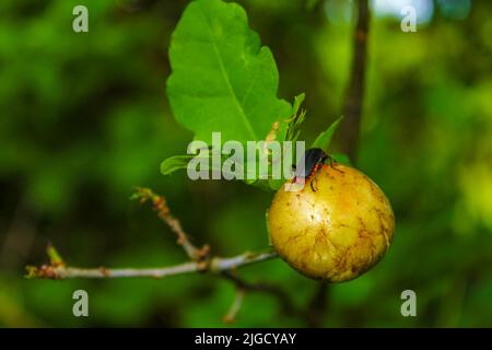 Red black Cantharis pellucida soft bodied beetle on fruit and leaf in Pipinsburg forest Geestland Cuxhaven Lower Saxony Germany. Stock Photo