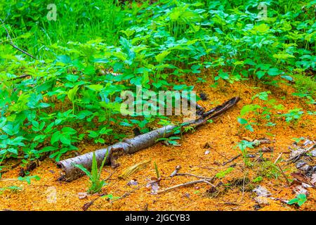 Sawed eaten tree stump and wood on forest floor with green moss in forest in Drangstedt Geestland Cuxhaven Lower Saxony Germany. Stock Photo