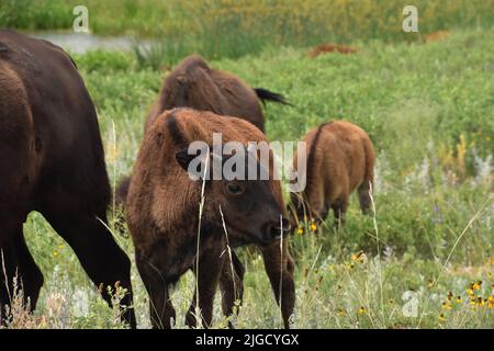 Gorgeous baby bison calf standing in a field with a small herd. Stock Photo