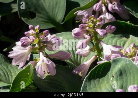 Miniature Hostas, Small Hosta 'Blue Mouse Ears', Plantain Lily, Flowers Stock Photo
