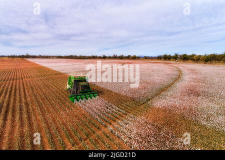 Cotton harvesting combine tractor on brown soil farm field in Australia - agriculture industry. Stock Photo