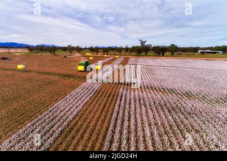 Yellow rolled bales of harvested raw cotton from combine tractor on agriculture cotton field of Australian farmland. Stock Photo