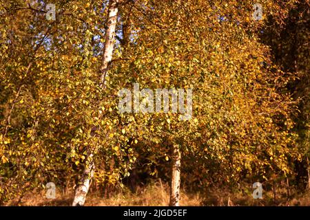 Landscape view of orange beech trees growing in remote countryside forest or woods in autumn. Environmental nature conservation at sunset. Vibrant Stock Photo