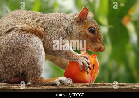 An eastern gray squirrel (Sciurus carolinensis) eats a peach. Stock Photo