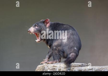 Tasmanian Devil (Sarcophilus harrisii) with mouth wide open, displaying teeth and tongue, in aggressive mood. Stock Photo