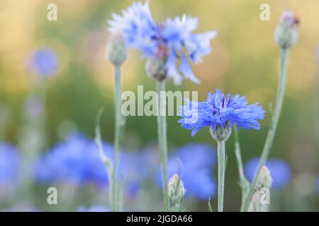 Blue cornflower on a blurred background of flowers and plants, flower close-up Stock Photo