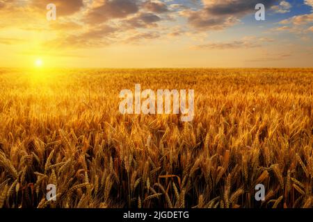 golden wheat field with dramatic cloudy sky at sunset Stock Photo