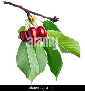 fresh red cherries on branch with leaves isolated on white Stock Photo