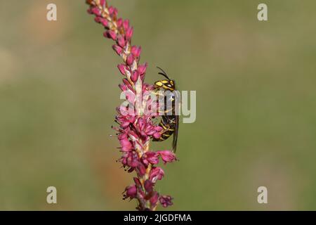 Median wasp (Dolichovespula media) of the family Vespidae). On flowers of Knotweed, knotgrass (Polygonum amplexicaule), family Buckwheat (Polygonaceae Stock Photo