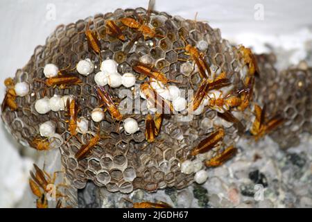 Indian Yellow Paper Wasps (Polistes olivaceus) on their nest which has some open and some capped egg cells with larvae inside : (pix SShukla) Stock Photo