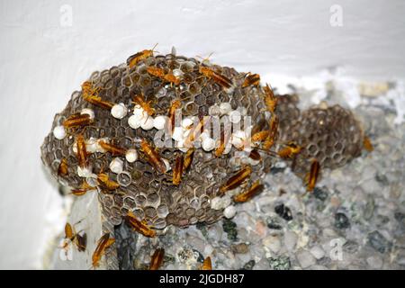 Indian Yellow Paper Wasps (Polistes olivaceus) on their nest which has some open and some capped egg cells with larvae inside : (pix SShukla) Stock Photo
