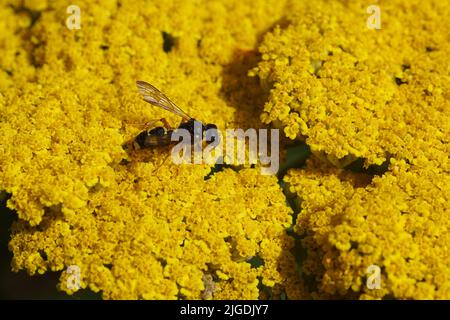 Closeup ornate tailed digger wasp Cerceris rybyensis, Family Crabronidae. On the yellow flowers of thousand-leaf, yarrow (Achillea filipendulina Stock Photo