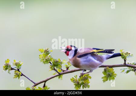 Goldfinch  [ Carduelis carduelis ] on Blackthorn branch showing aggression with clean out of focus background Stock Photo