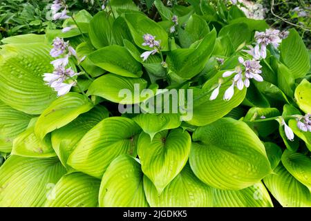 Large, Leaves, Hosta 'Sum and Substance', Blooming in Garden Stock Photo