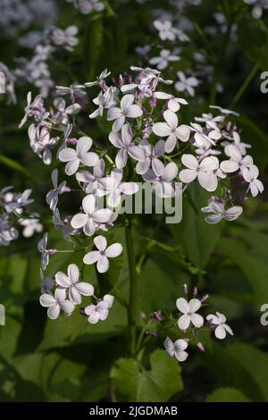 Lunaria rediviva L. flowers, perennial honesty in the family Brassicaceae. Stock Photo