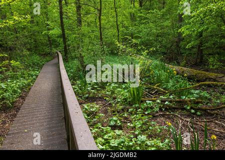 Wooden path through the nature reserve marshes in Kampinos Forest of Kampinoski National Park, Masovia region, Poland. Stock Photo