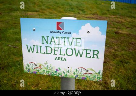 knowsley council reserved area of open public ground sewn with native wildflower seed as a protected area for bees and wildlife Stock Photo