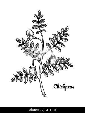 Hand drawn chickpeas branch with leaves, flower and pod. Botany vector illustration in sketch style Stock Vector