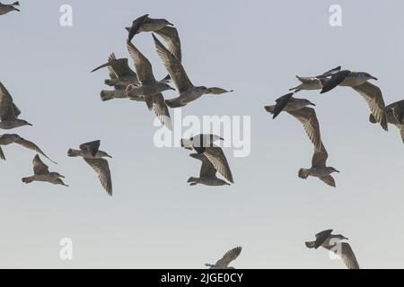 Soft backlit flock of seagulls in flight over northern portuguese coast Stock Photo