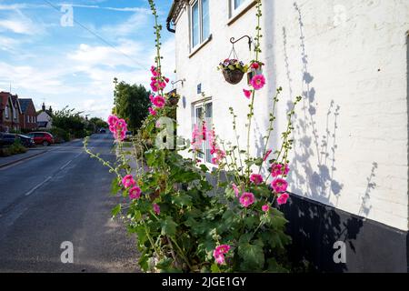 Hollyhock flowers growing wild on the roadside Stock Photo