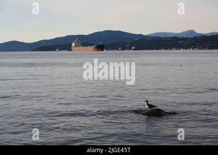 A seagull sitting on a rock with a cargo ship in the distance in Vancouver, British Columbia, Canada Stock Photo