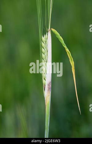 Thrips-damaged barley plants. Flag leaf chlorotically discolored ...