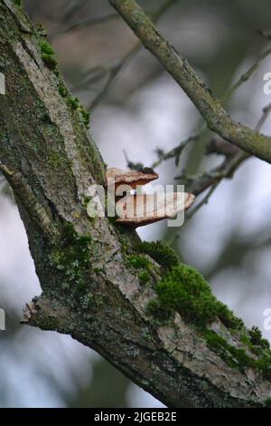 Two Tier Bracket Fungi And Moss Growing On A Tree Branch In A North Yorkshire Woods Stock Photo