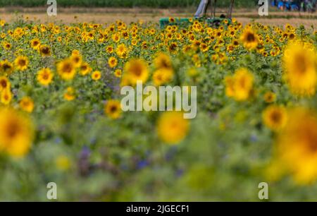 Stuttgart, Germany. 10th July, 2022. Sunflowers grow in the sunshine in a field. The coming week promises plenty of sunshine and warm temperatures in the Southwest. Credit: Christoph Schmidt/dpa/Alamy Live News Stock Photo