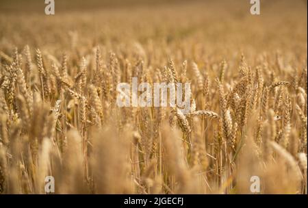 Stuttgart, Germany. 10th July, 2022. Wheat grows in a field in Stuttgart-Plieningen. Credit: Christoph Schmidt/dpa/Alamy Live News Stock Photo