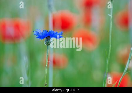 Single cornflower on a poppy field. Detail shot from natural environment. Red color spots in background Stock Photo
