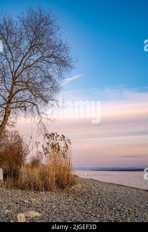 Beautiful sunset with view on lake constane and calm waterfront with plants and swans. Baden Württemberg, Germany, Europe. Stock Photo