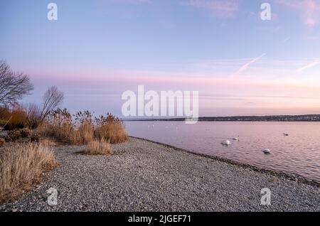 Beautiful sunset with view on lake constane and calm waterfront with plants and swans. Baden Württemberg, Germany, Europe. Stock Photo