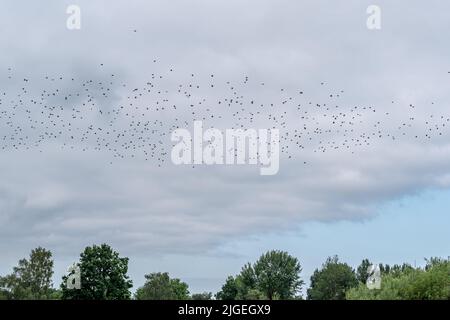 tree tops with a cloudy sky and a large flock of starlings Stock Photo
