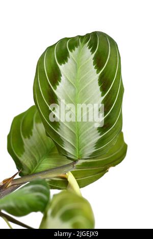 Leaf of exotic 'Maranta Leuconeura Silver Band' houseplant on white background Stock Photo
