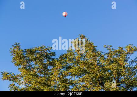 Hot air balloon behind tree in blue sky Stock Photo