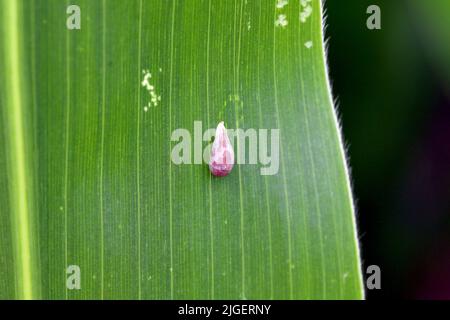 Aphids hunter - pupa of the hoverfly (Syrphidae) on insect on a corn leaf. Stock Photo