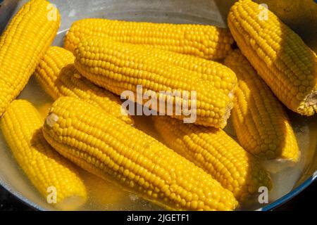 A pot full of boiled corn cobs. Tasty food on the outdoor picnic