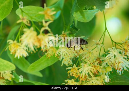Honey bee collecting pollen on the linden flowers. Linden honey in process. Selective focus on bee Stock Photo