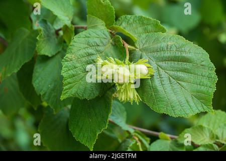 Hazelnuts growing on the tree branch. Popular snack kernel. Selective focus on nuts. Stock Photo