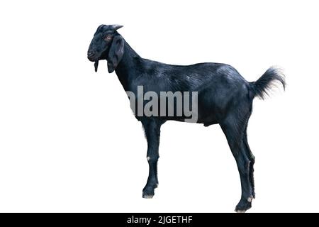 Black and white goat, white background stand up Stock Photo